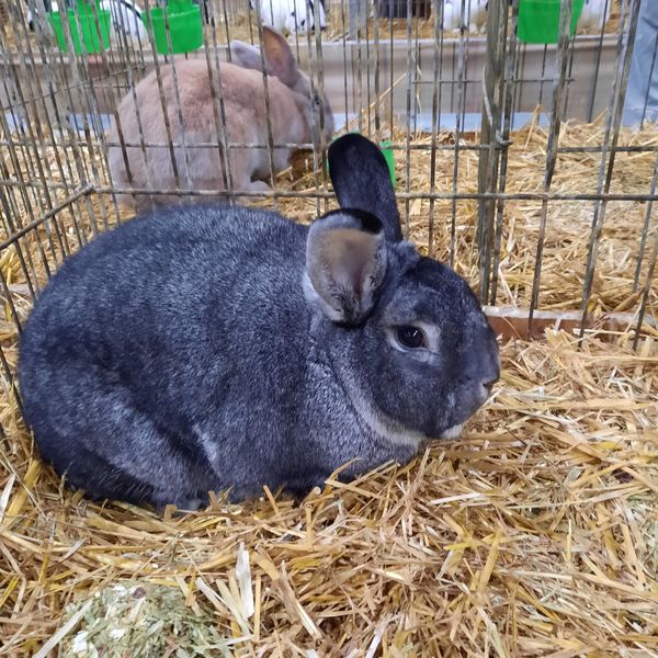 P 86 125 BS 97,5 KlS